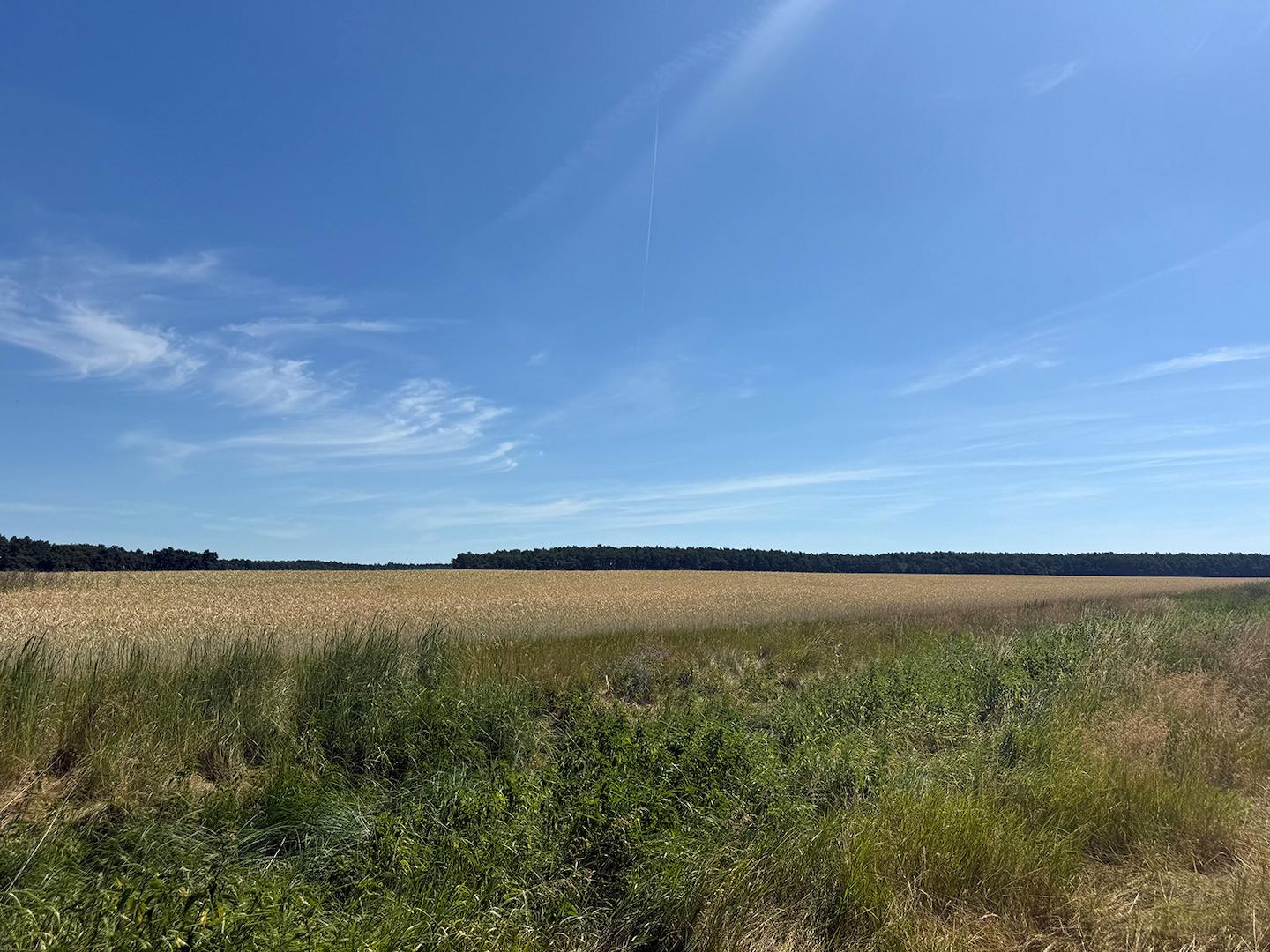 Blick vom Wirtschaftsweg 