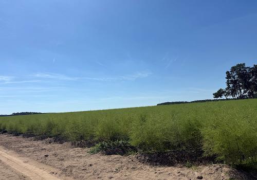 Blick vom Wirtschaftsweg 