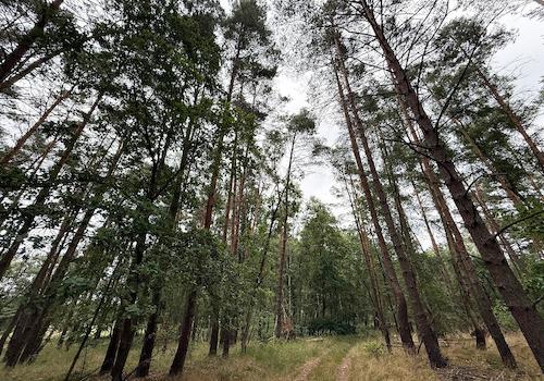 Blick vom Waldweg 
