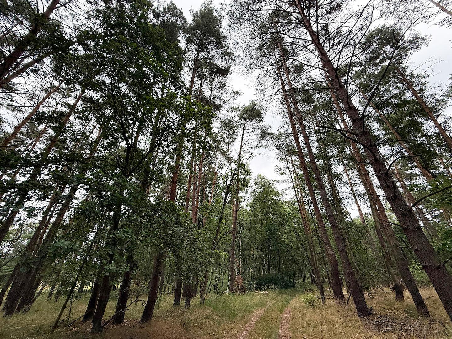 Blick vom Waldweg 