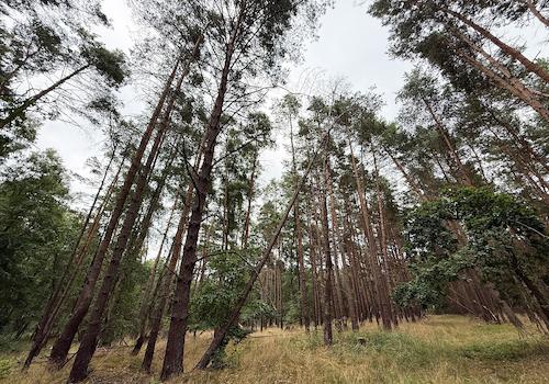 Blick in den Wald 