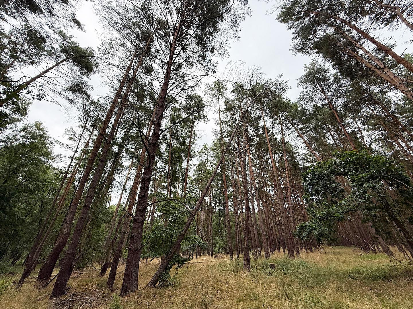 Blick in den Wald 
