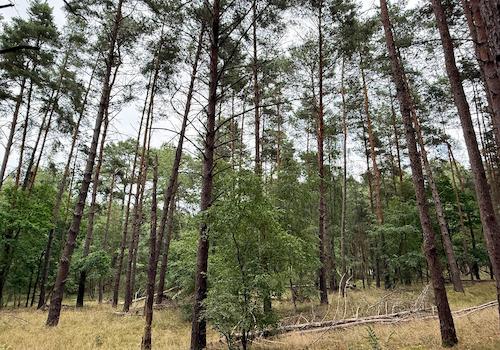 Blick in den Wald