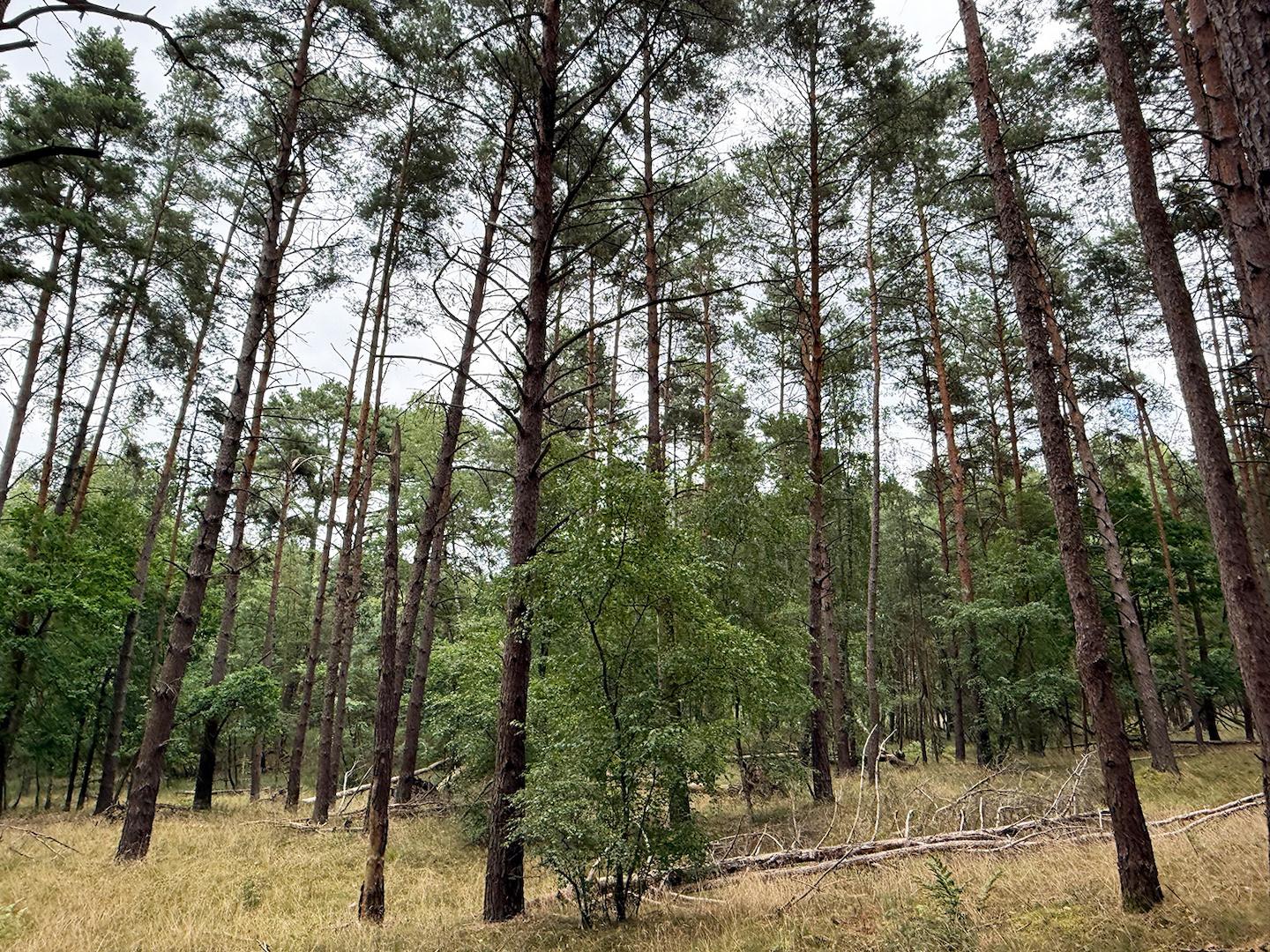 Blick in den Wald
