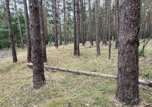 Blick in den Wald
