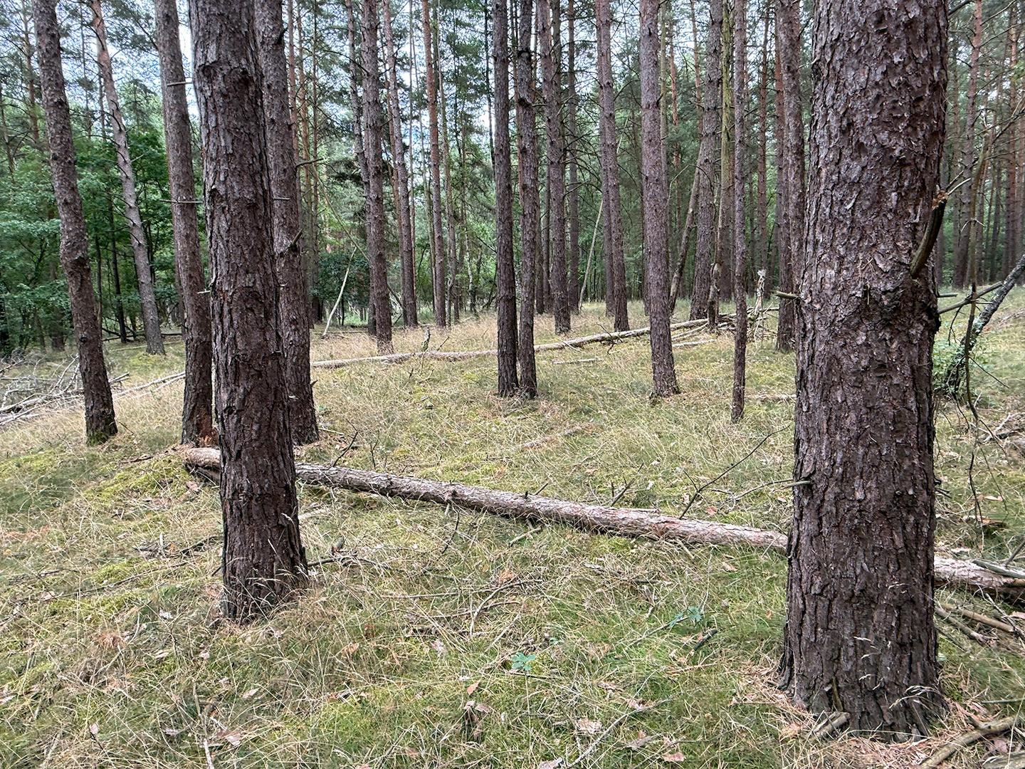Blick in den Wald