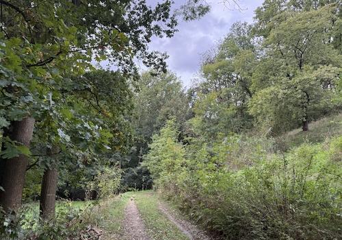 Blick vom Waldweg 