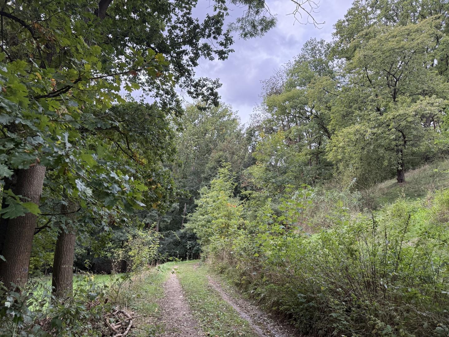 Blick vom Waldweg 