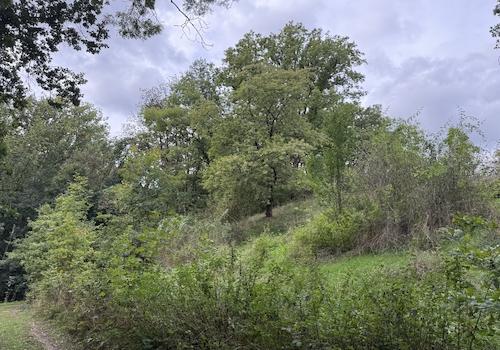 Blick auf einen Hügel + Baumbestand 
