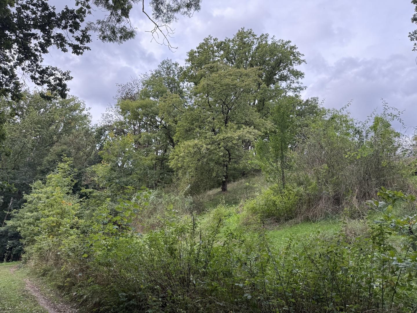 Blick auf einen Hügel + Baumbestand 