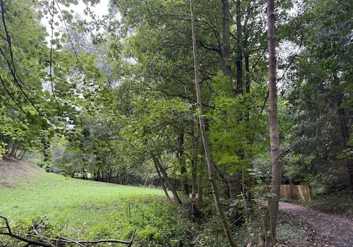 Blick vom Waldweg auf die Wiese 