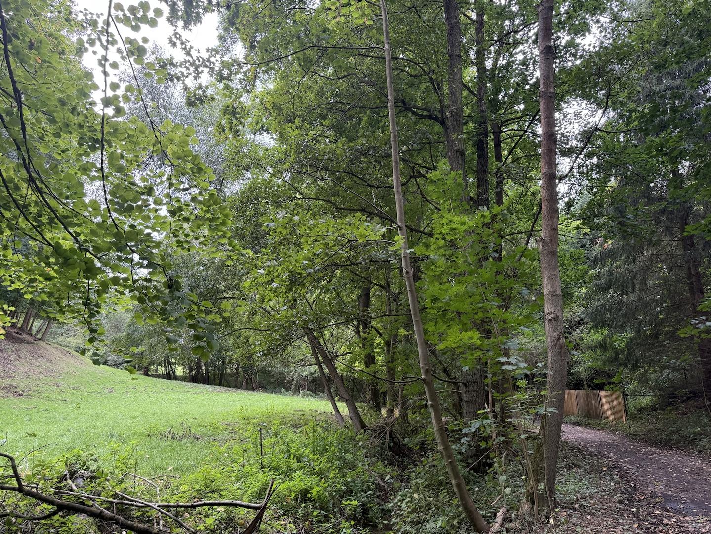 Blick vom Waldweg auf die Wiese 