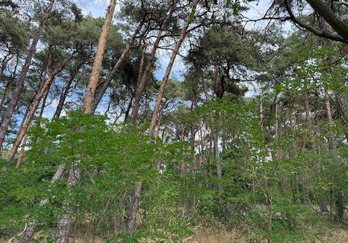 Blick in den Wald 