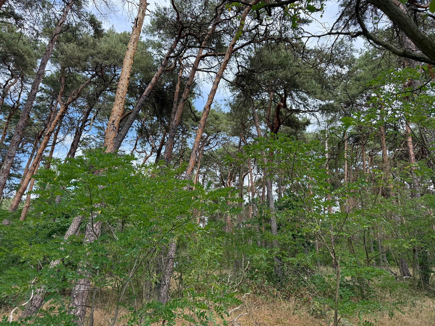 Blick in den Wald 