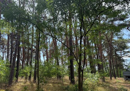 Blick in den Wald 