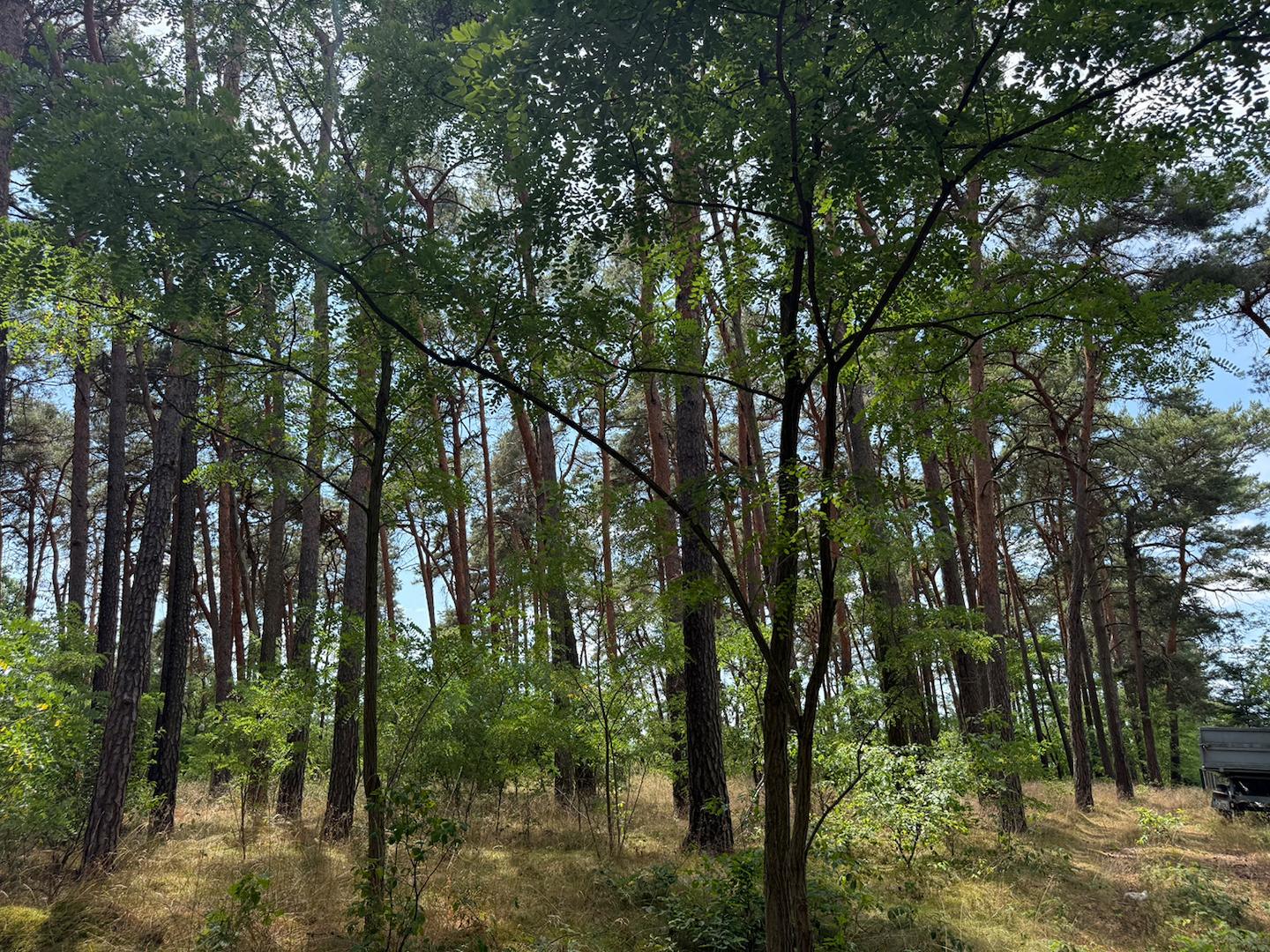Blick in den Wald 