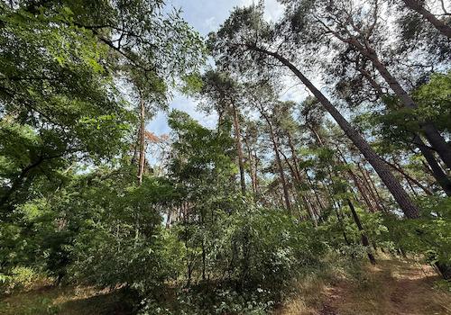Blick in den Wald 