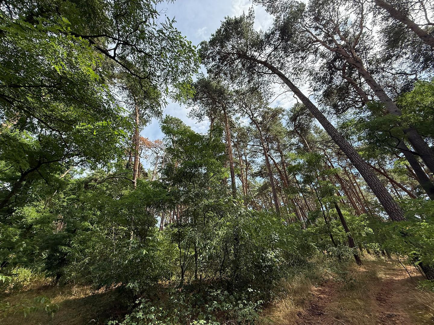 Blick in den Wald 