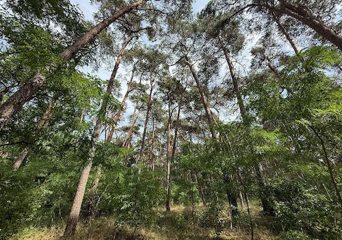 Blick in den Wald 