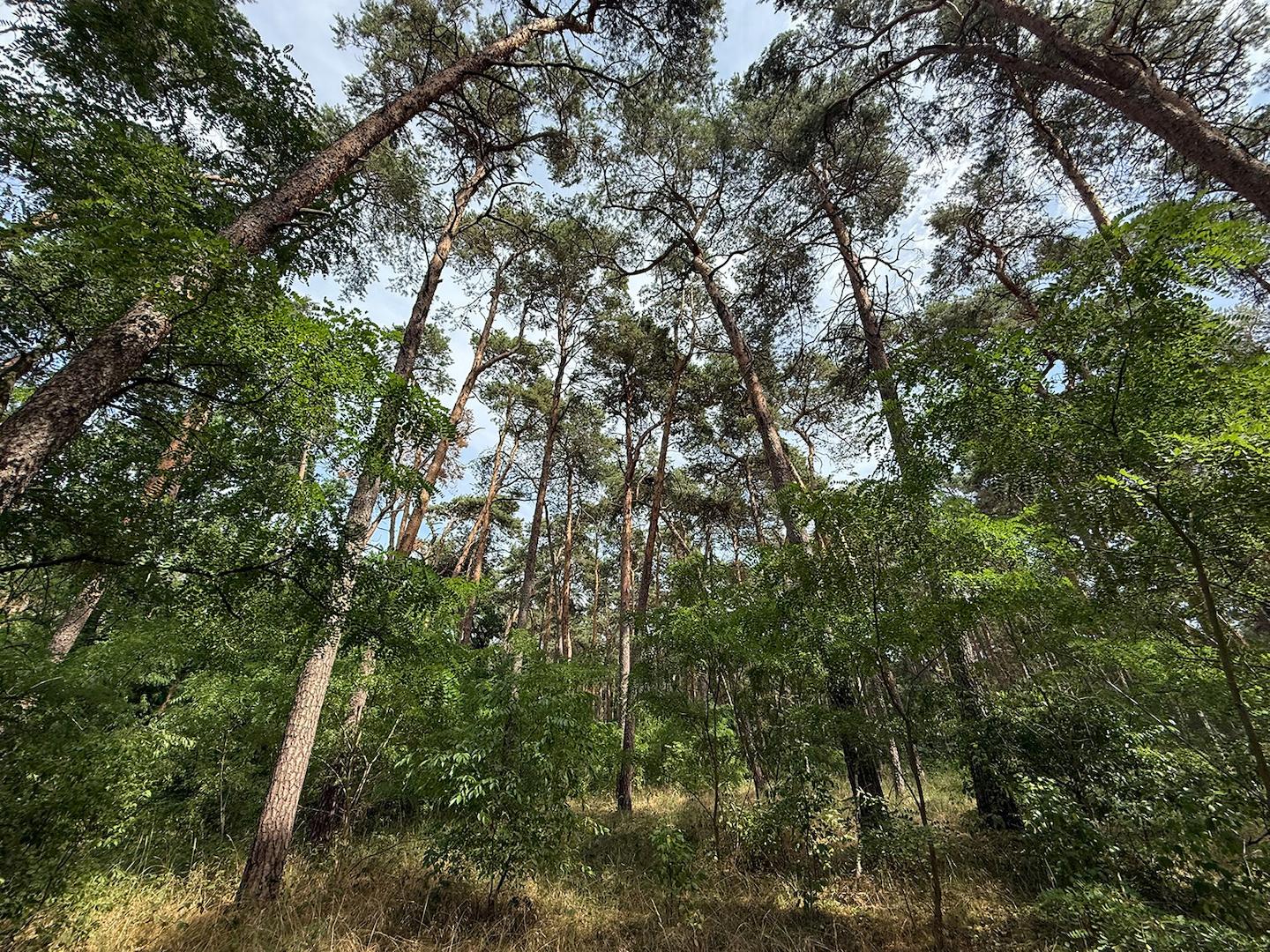 Blick in den Wald 