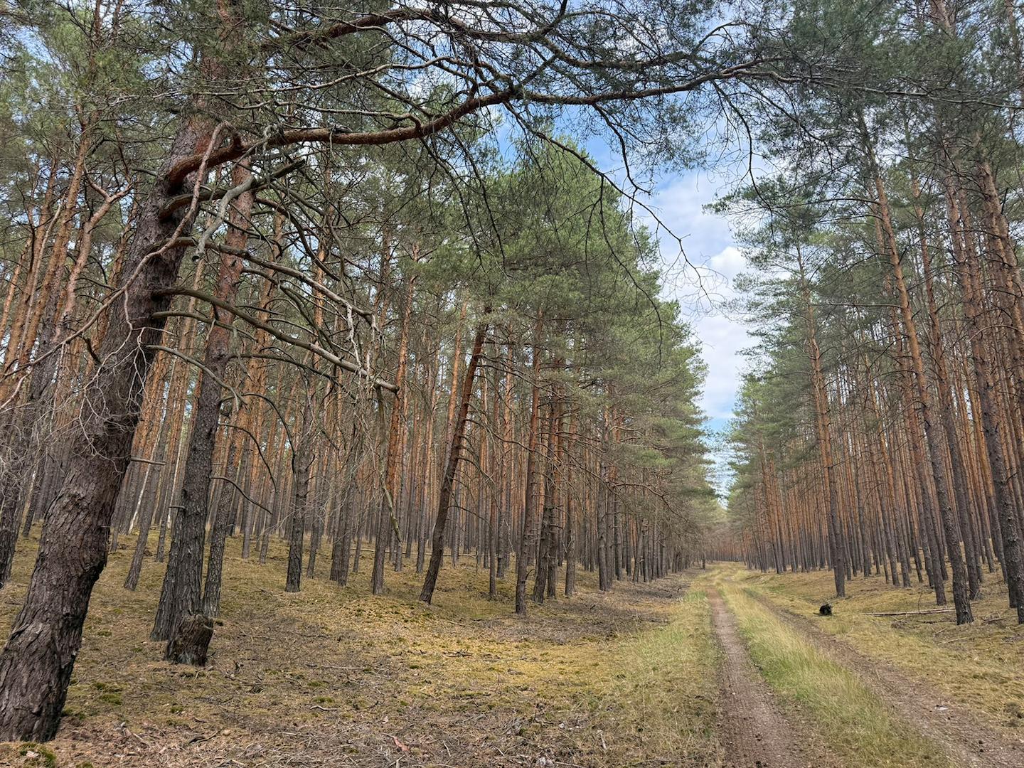Blick vom Waldweg 