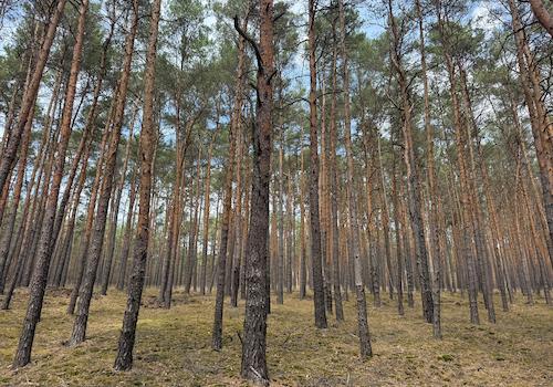 Blick in den Wald 