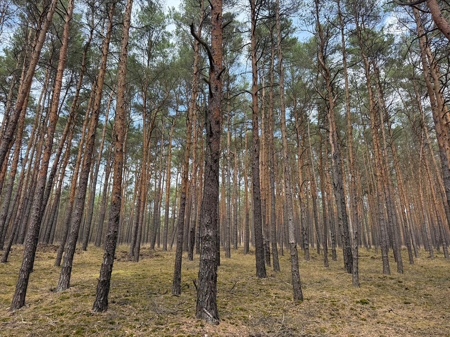 Blick in den Wald 