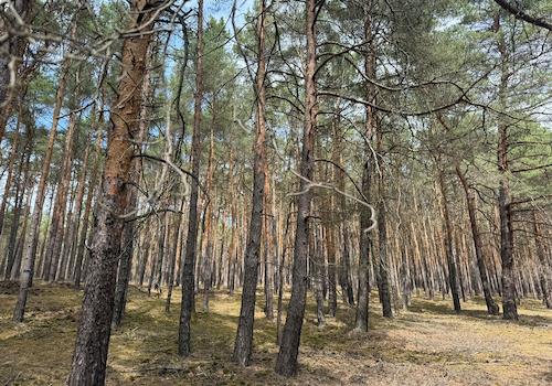 Blick in den Wald 