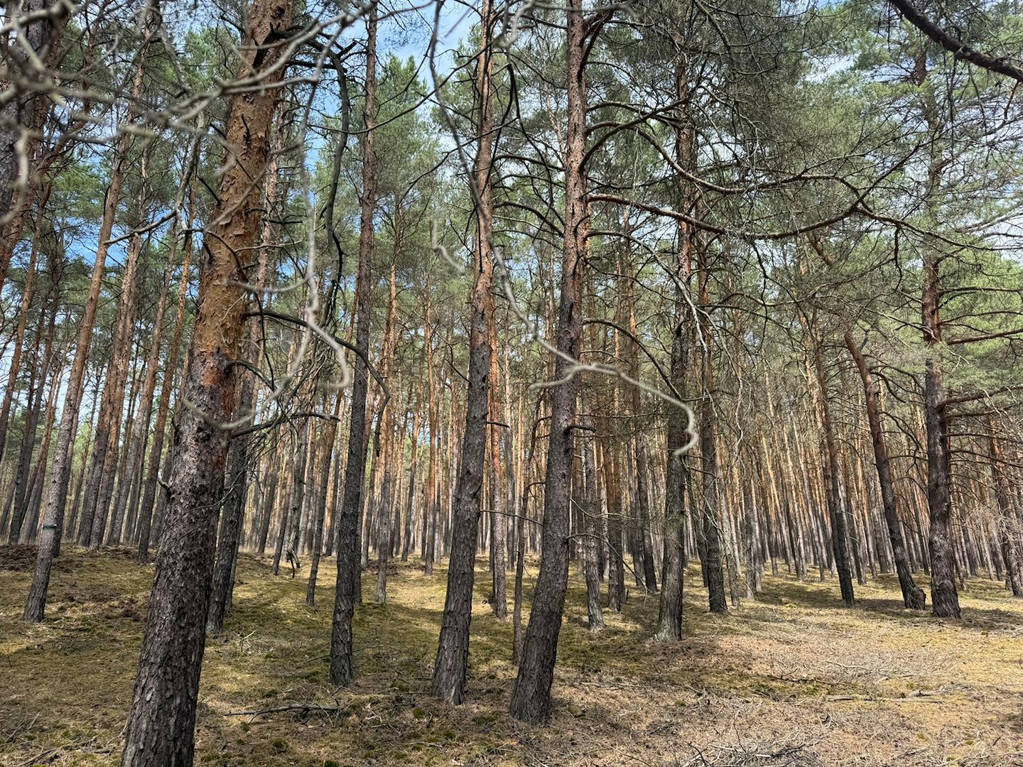 Blick in den Wald 