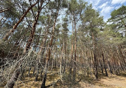 Blick in den Wald 