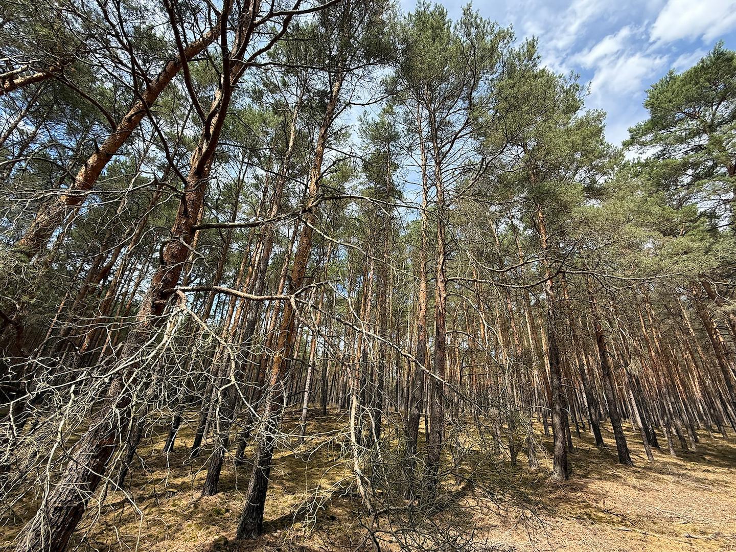 Blick in den Wald 