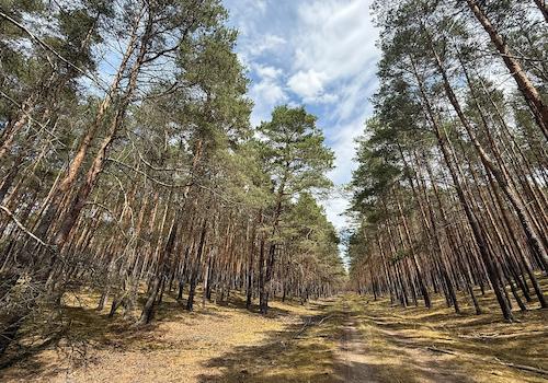 Waldweg
