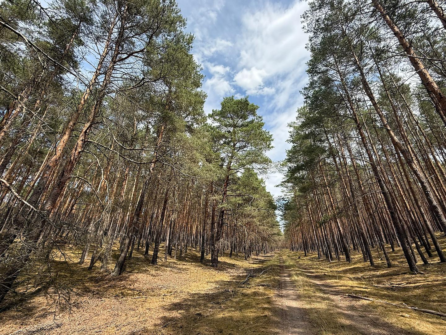 Waldweg