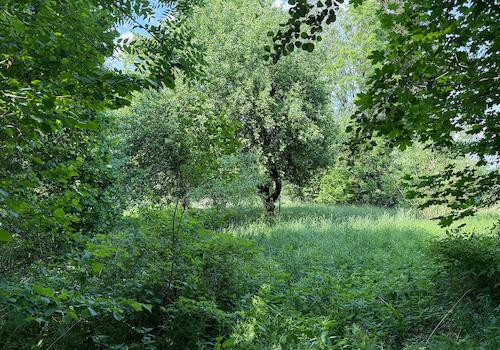 Blick in den großen Garten