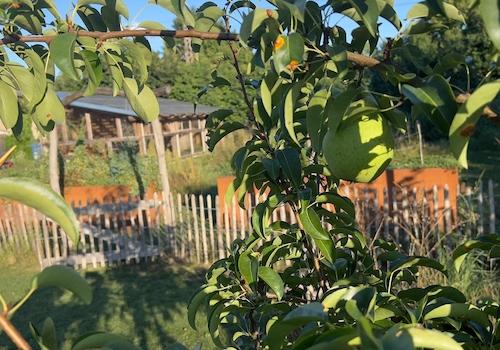 Obstbäume