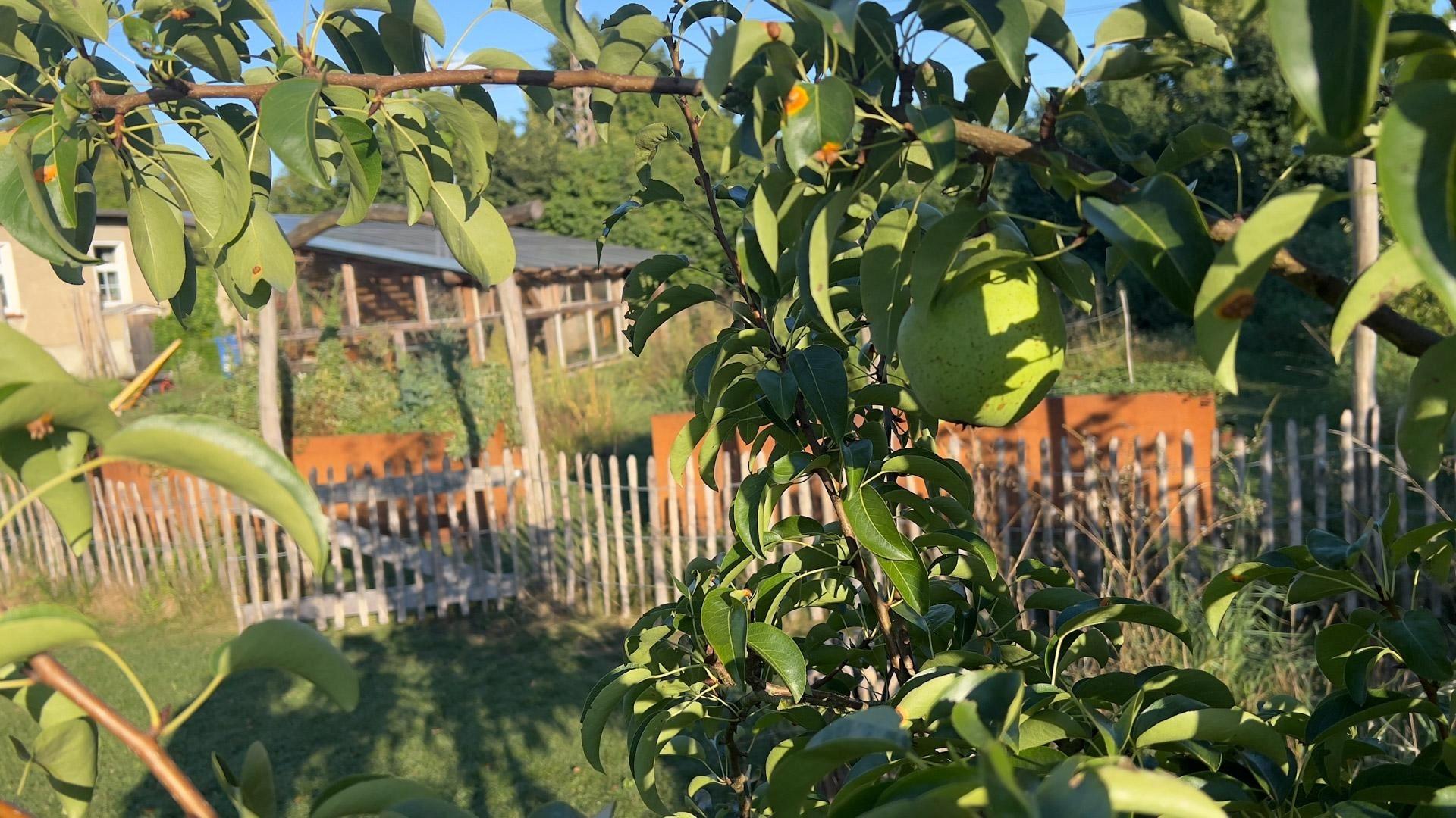 Obstbäume