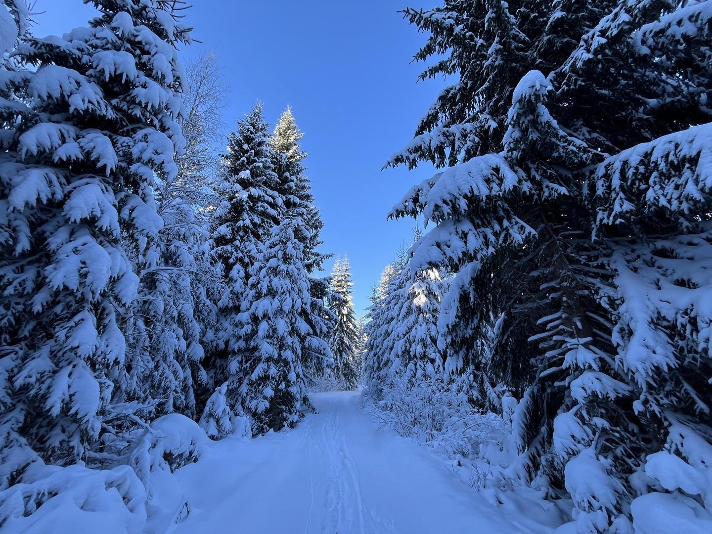 im Schnee