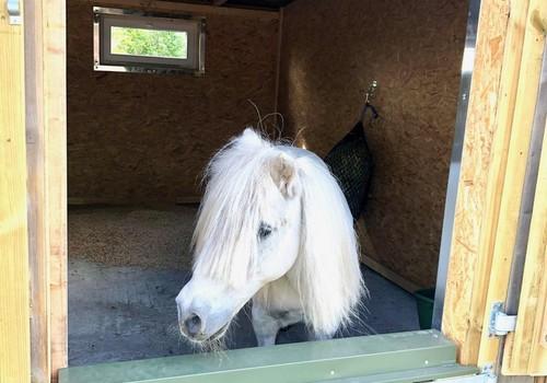 Pferdebox Pony