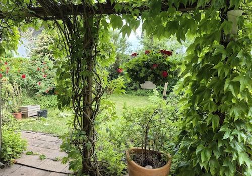 Blick in den Garten