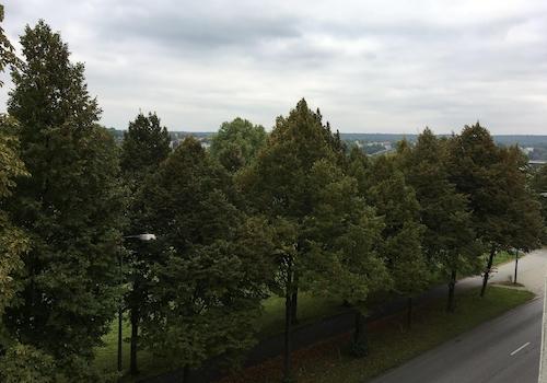 Blick auf die Elbauen