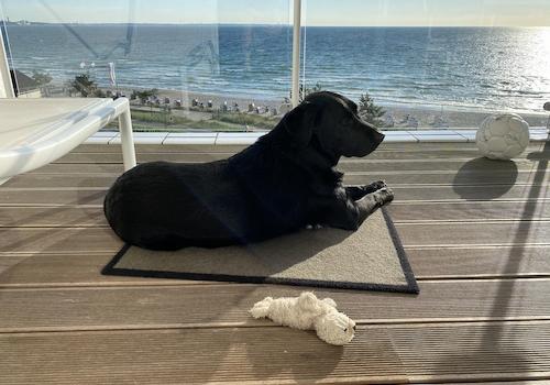Hund im Homeoffice