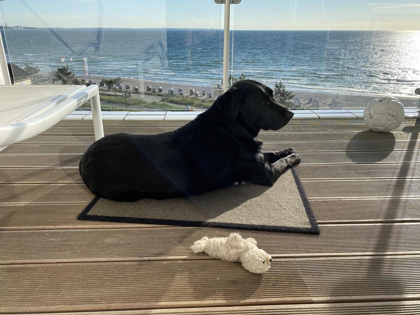 Hund im Homeoffice