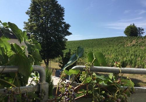 Blick vom Balkon auf Weinberg