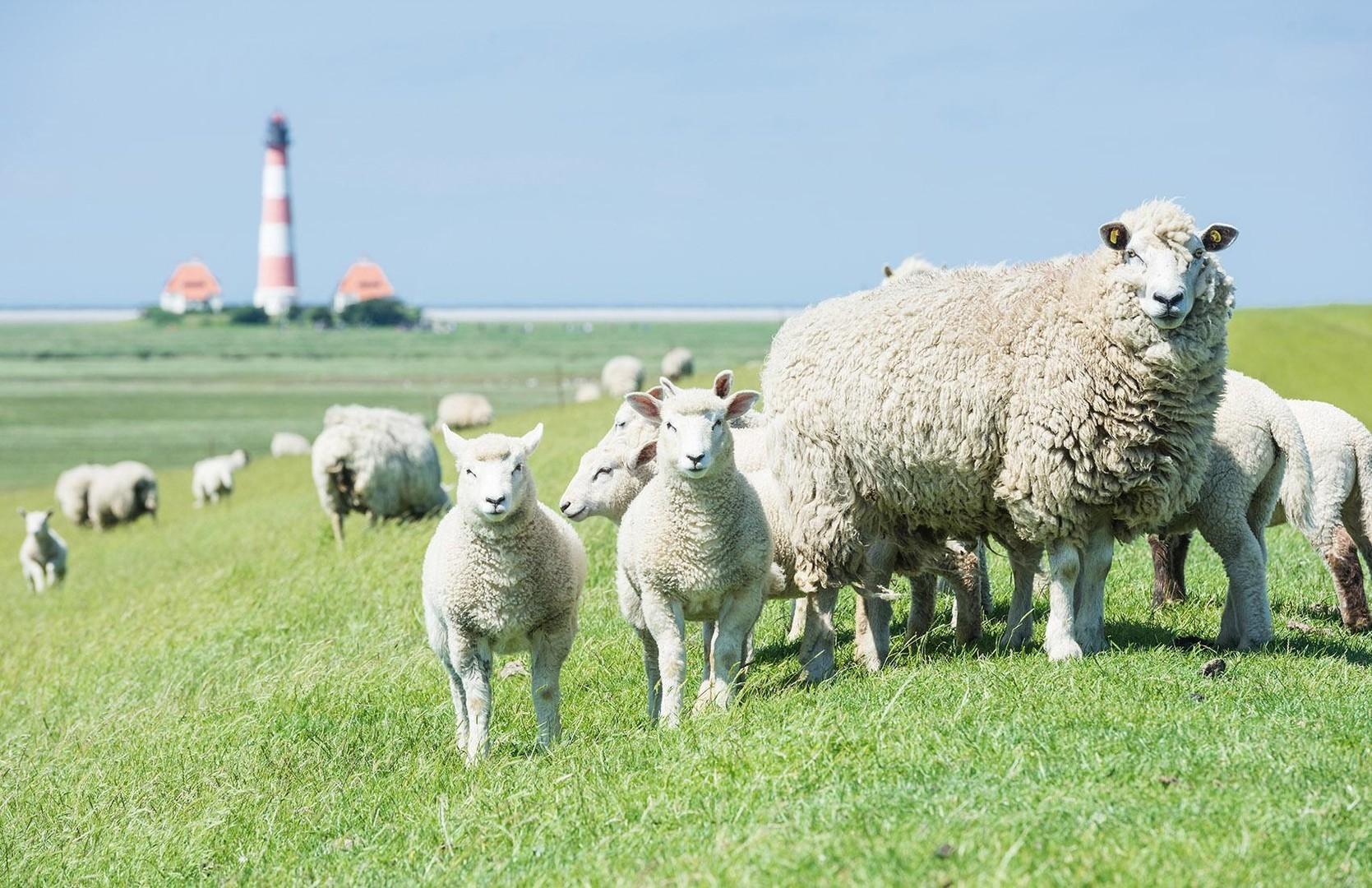 Westerhever Leuchturm