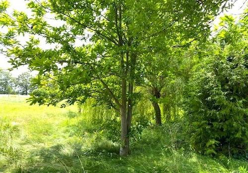 Mini Wald hinter dem Backhaus