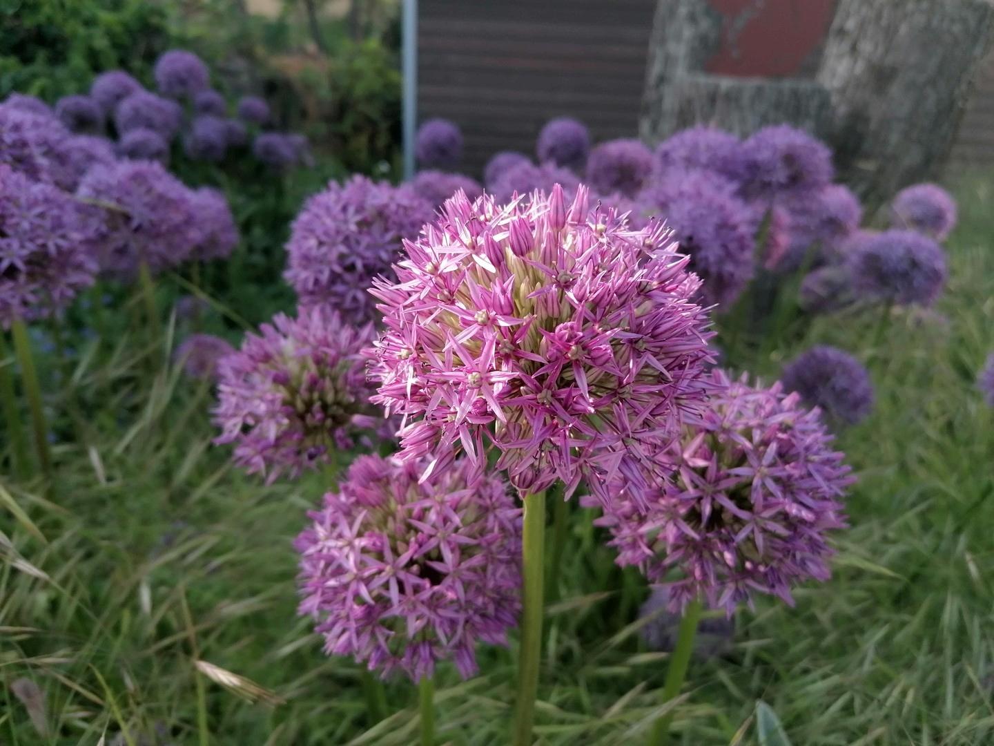 Blüten im Vorgarten