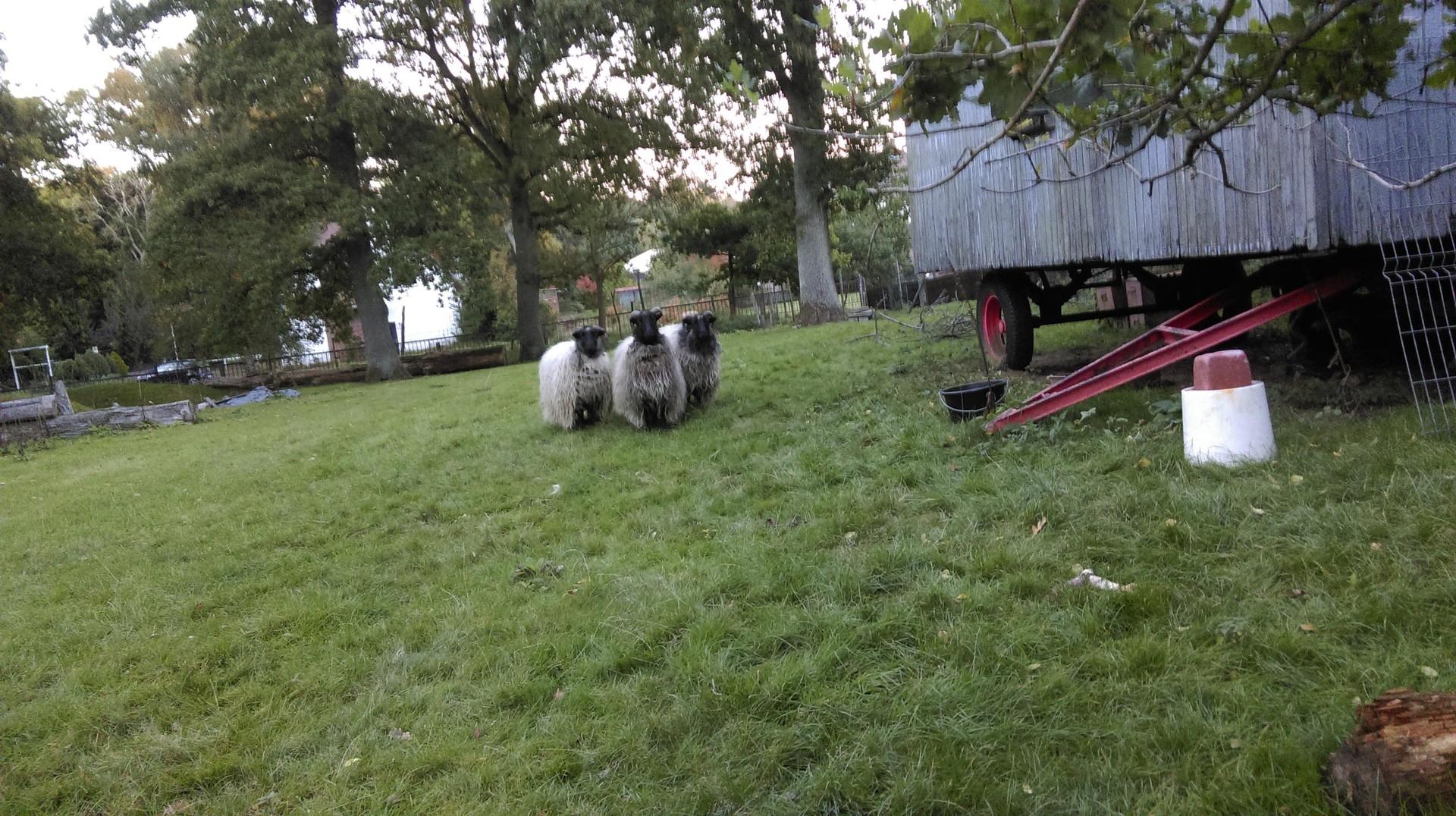 Heidschnucken