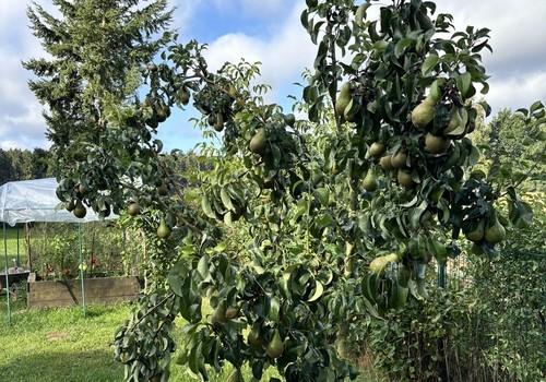 Obstgarten
