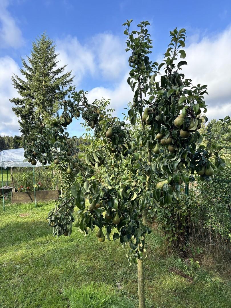 Obstgarten