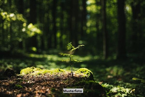 Keine Originalbilder